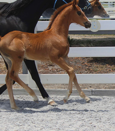 Danson Royal Balmain